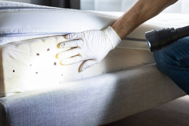 Best Flea Control Services  in Tyhee, ID